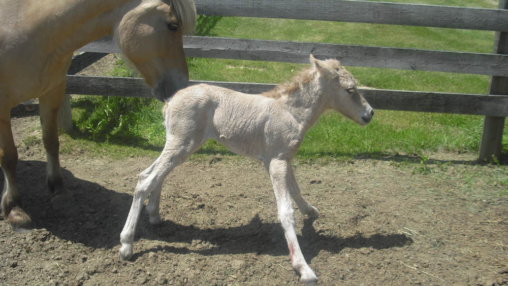 SEPSIS IN FOALS - Equestrian Life